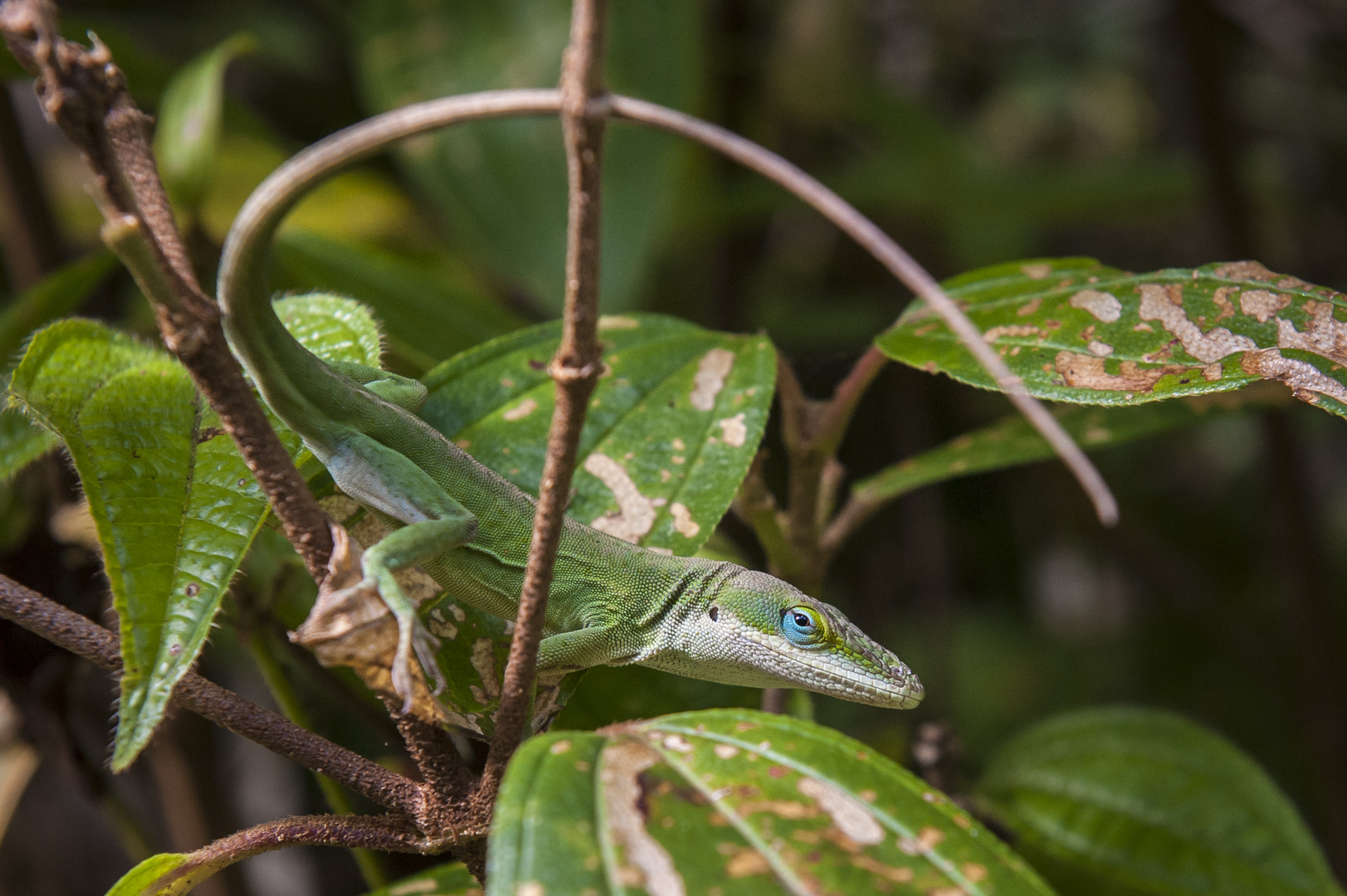 "The Aloha Lizard"