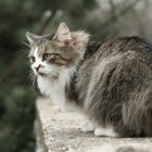 The amazing cat :)