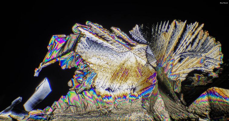 the amazing steelbird (psychedelic Truthahn)