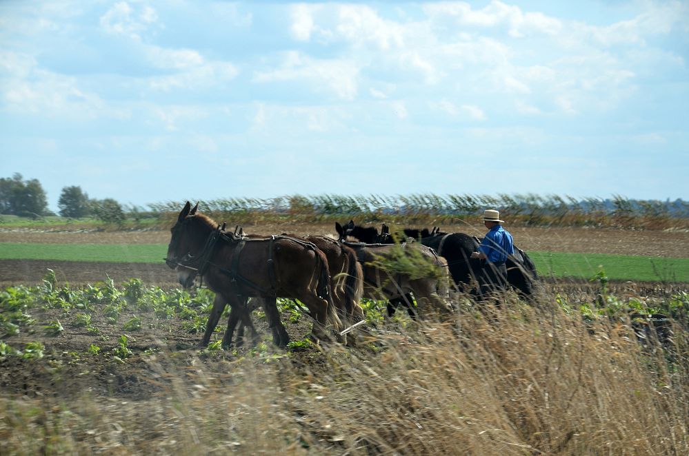 The Amish !