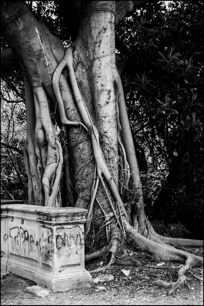 The ancient garden of the prince.