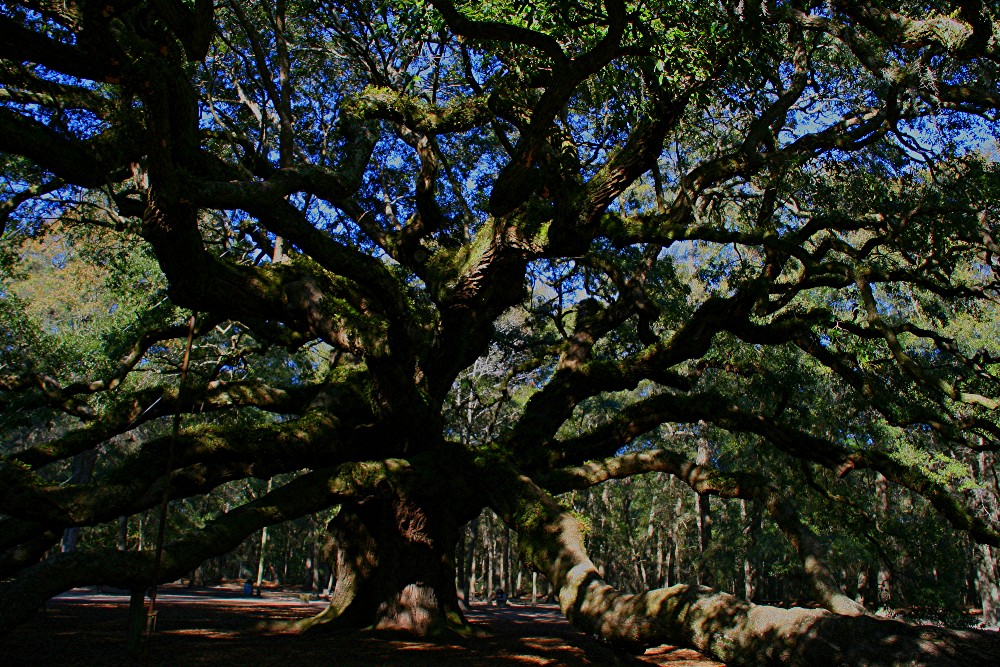 The Angel Oak , Charleston, SC