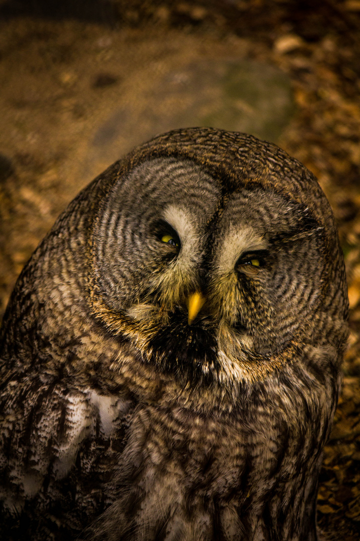The angry Owl