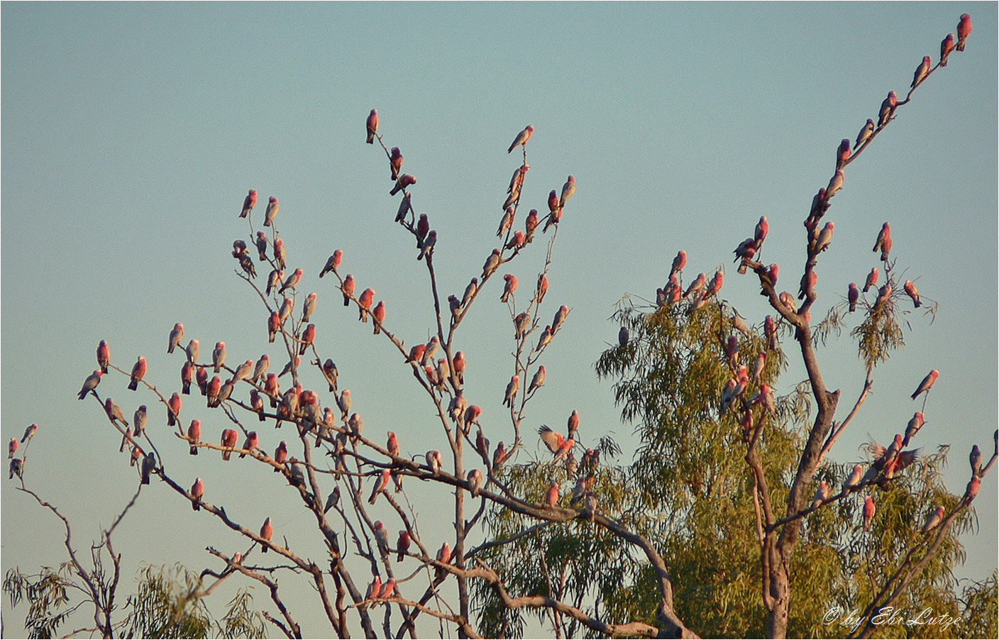 ** The annual general Meeting of the Galah Clan / Boulia Qld. ** 