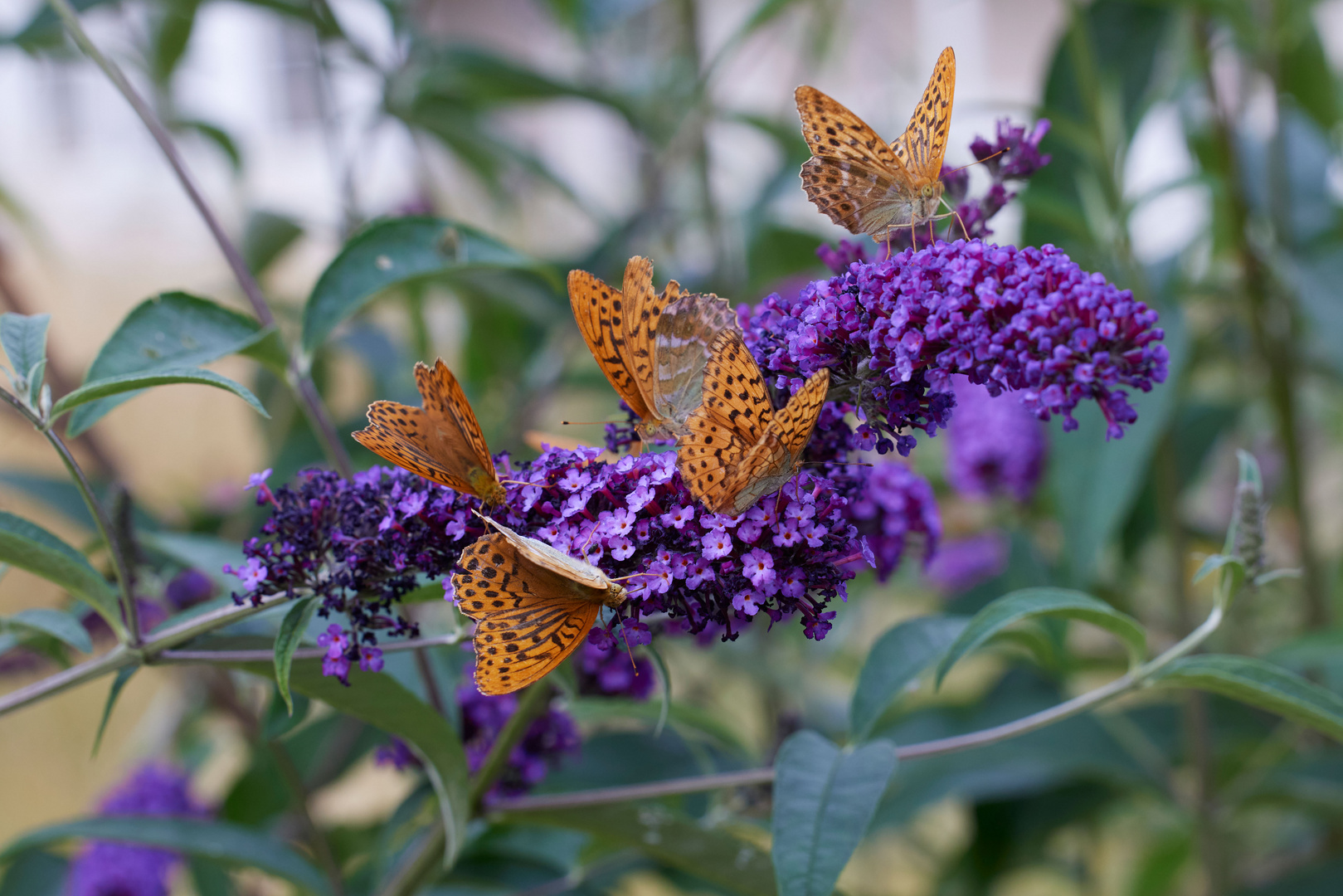 The annual meeting of the silver-washed fritillaries