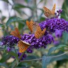 The annual meeting of the silver-washed fritillaries