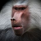the ape face...
