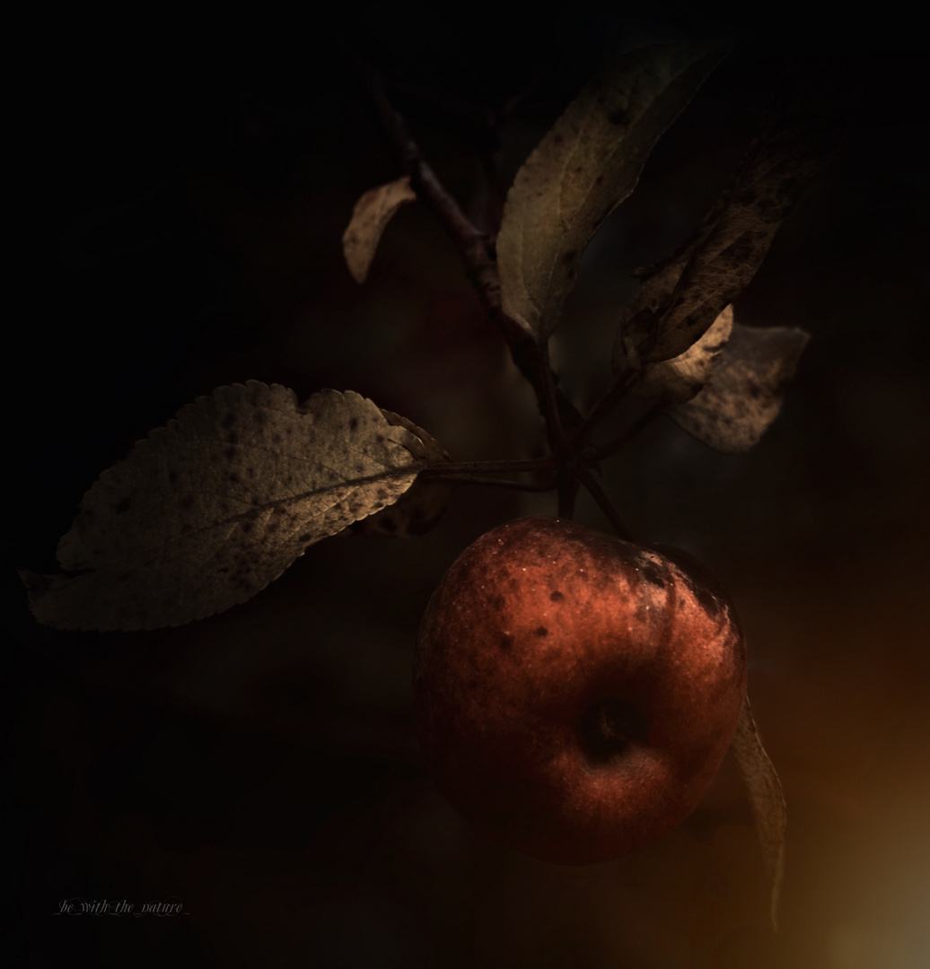 The Apple