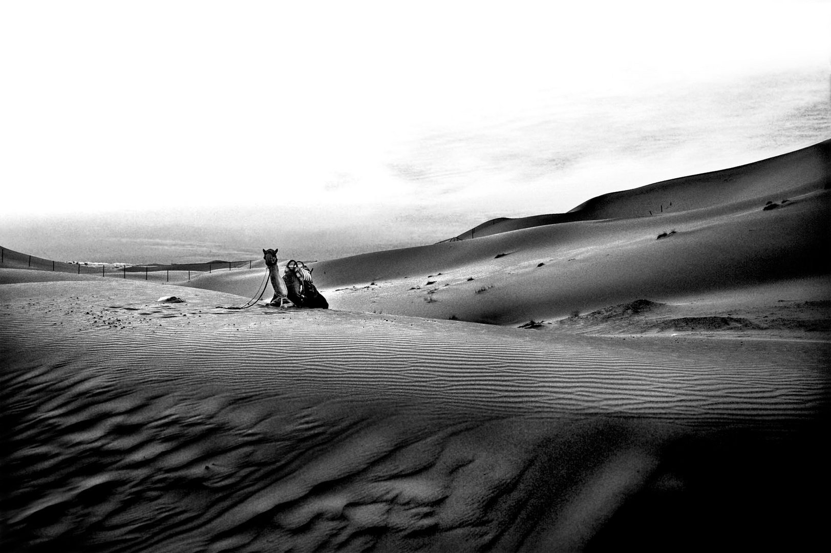 The Arabia desert 2