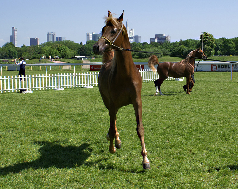 The arabian horse