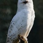 the arctic owl...