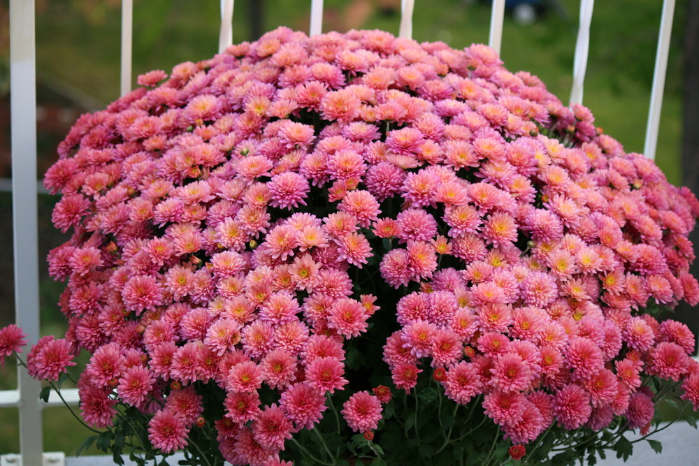 ..the are called MUMS...