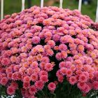 ..the are called MUMS...