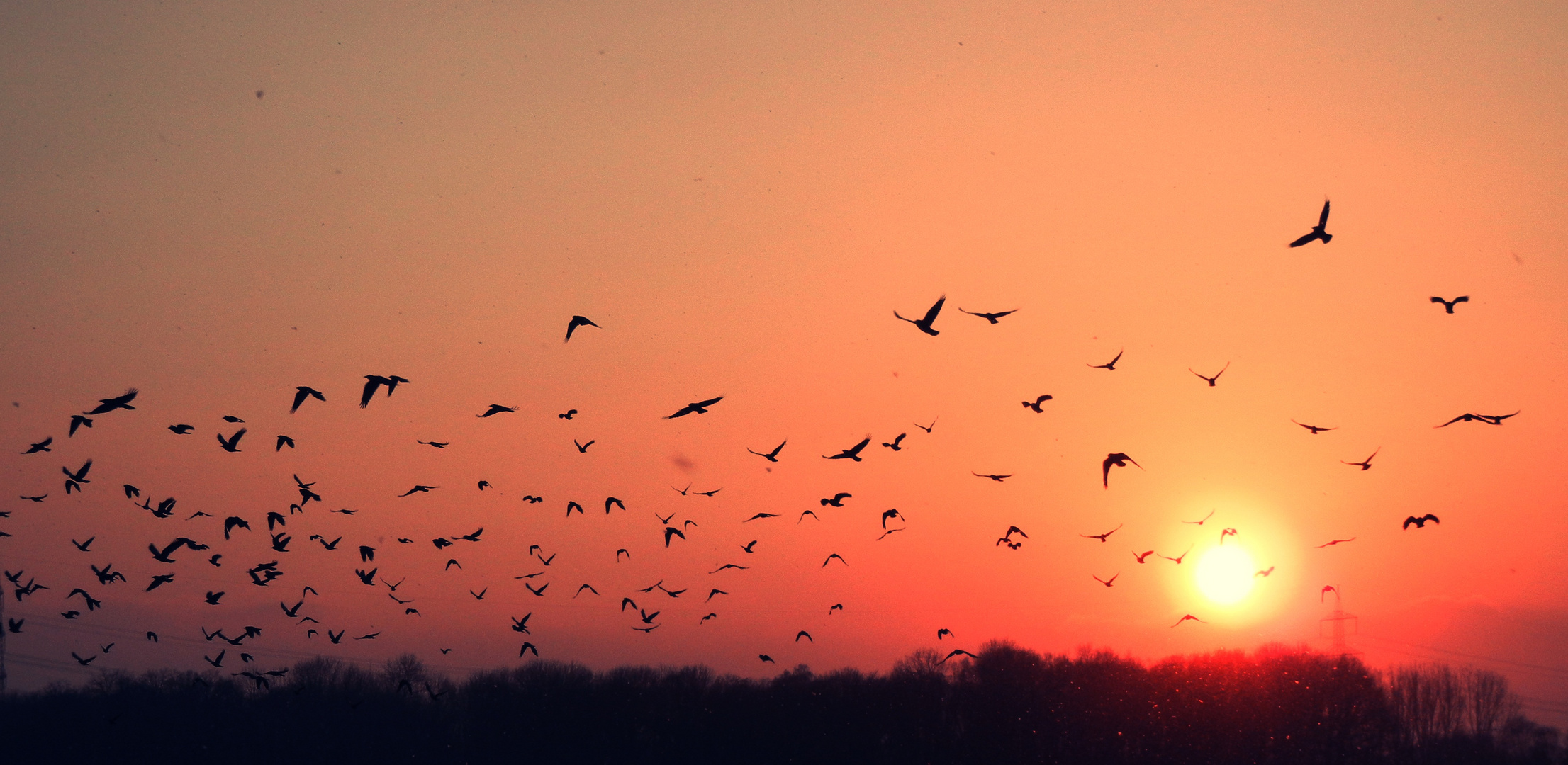 The Arrival Of The Birds