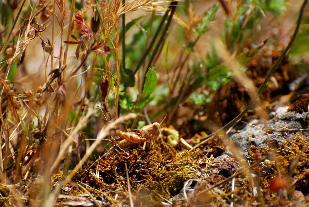 The art of camouflage von Lichtjaegerin 