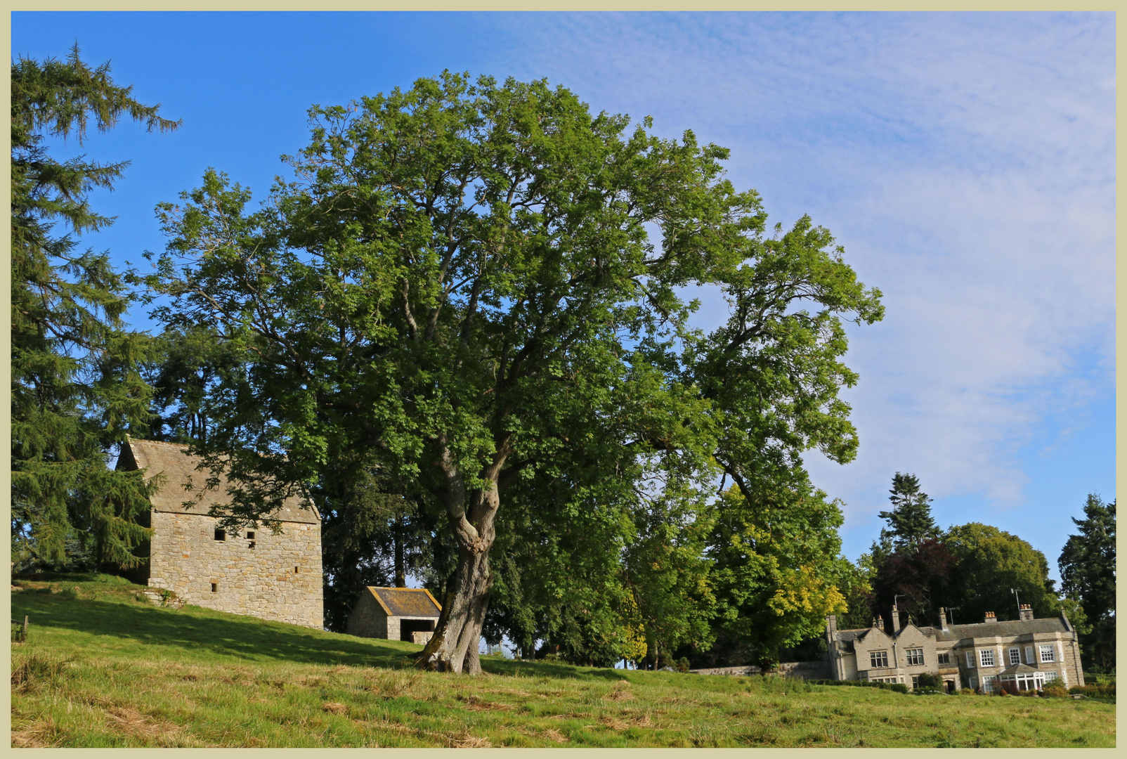 the ash tree at Holystone grange