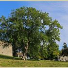 the ash tree at Holystone grange