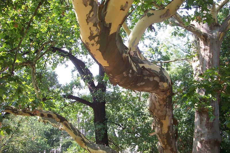 the asien yellow tree