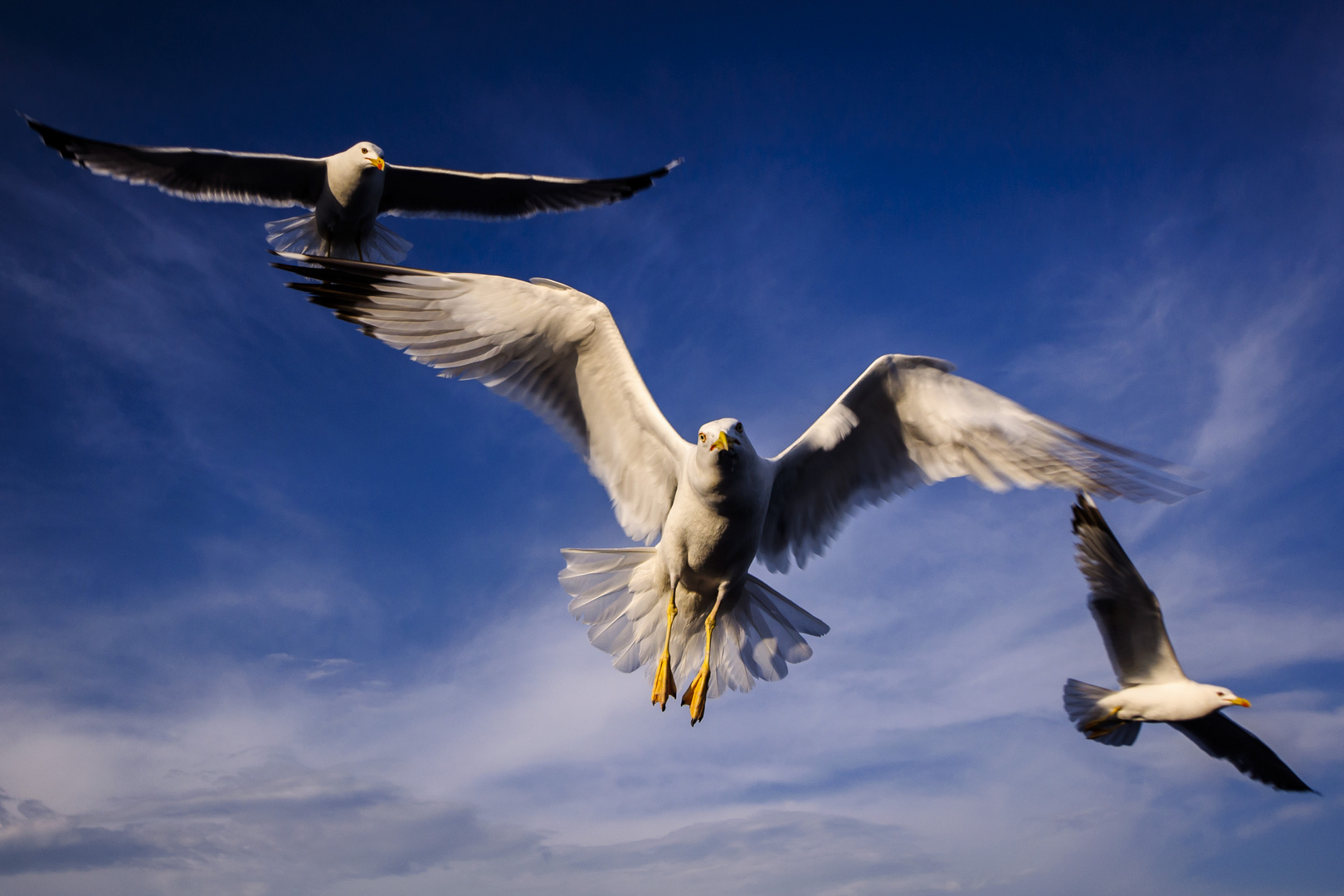 The Attack of the Seagulls