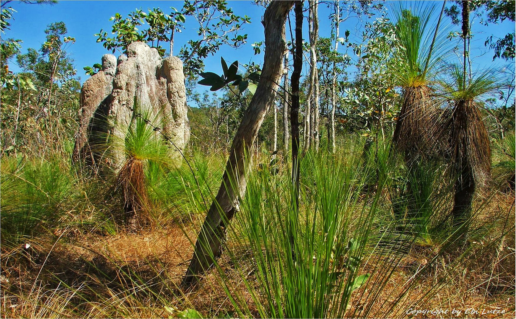 * The Aussie Bush and Termite Hills *