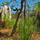 * The Aussie Bush and Termite Hills *