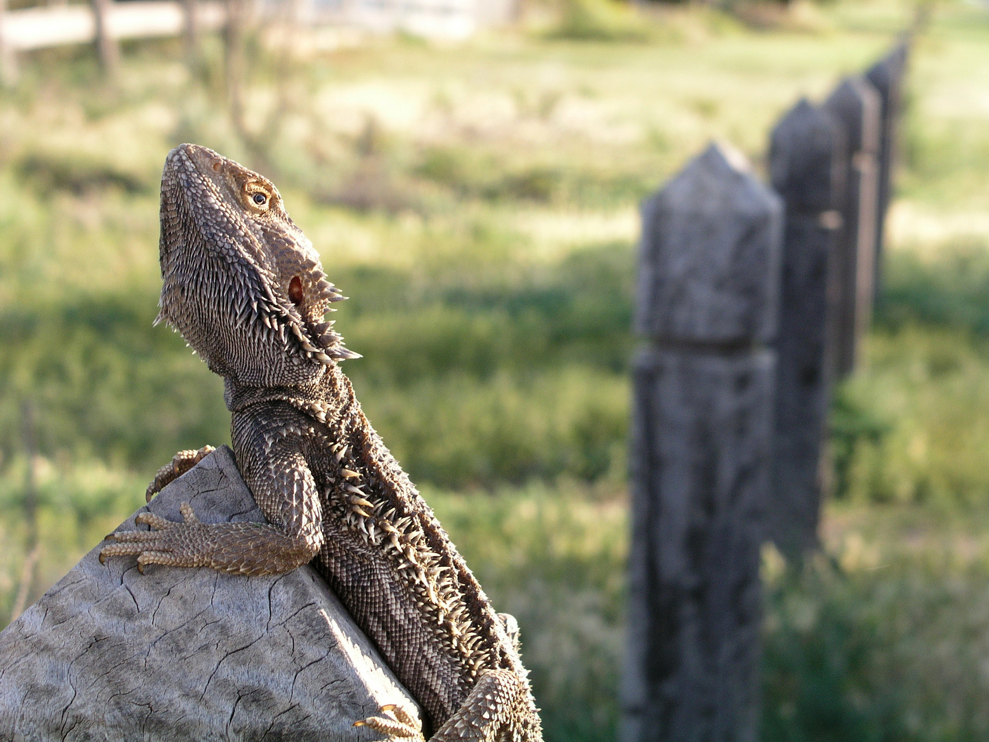 The Australian Bearded Dragon