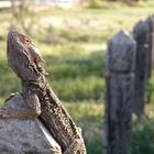 The Australian Bearded Dragon