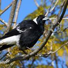 The Australian Magpie