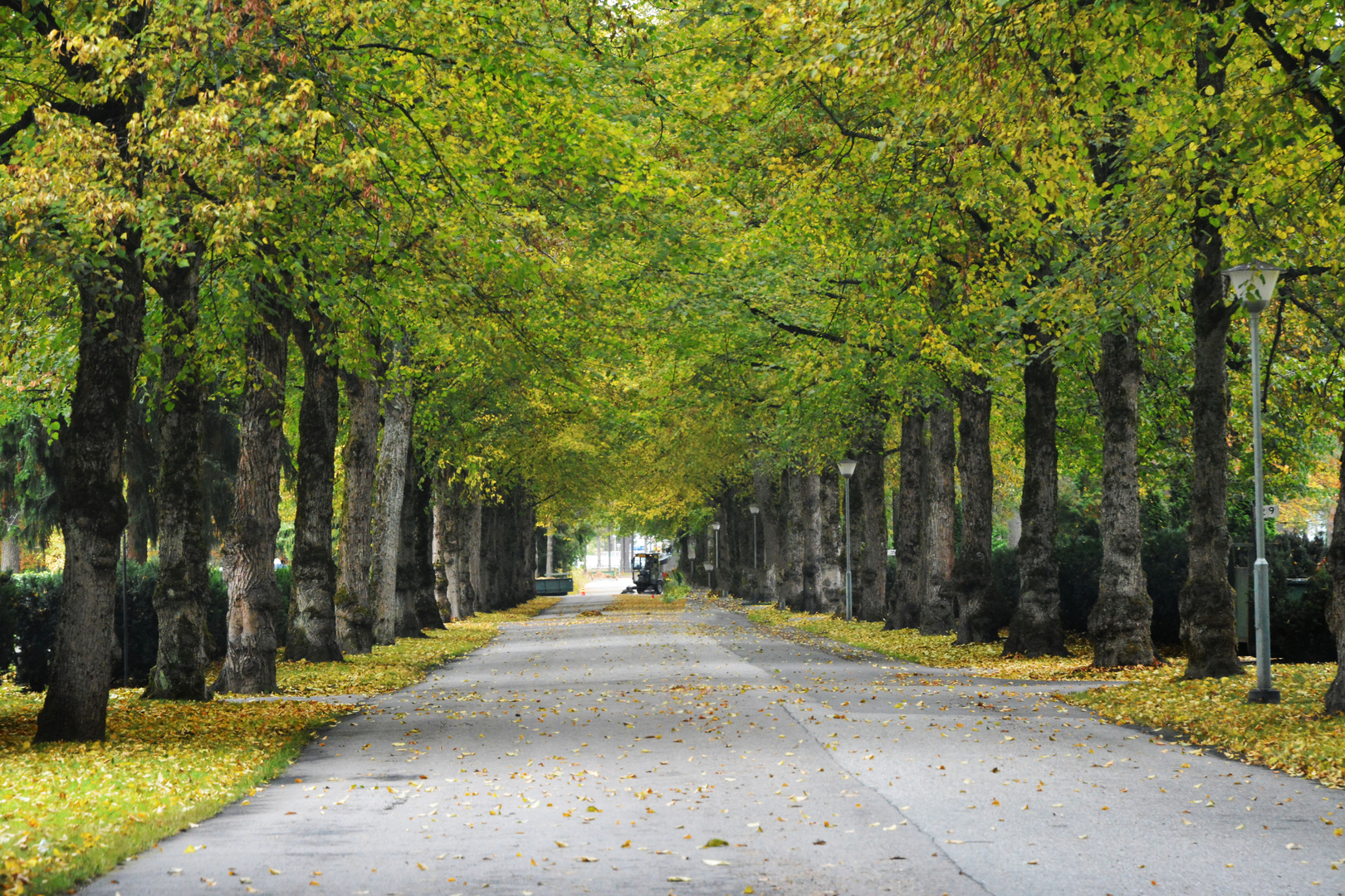 The autumn avenue 