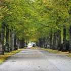 The autumn avenue 