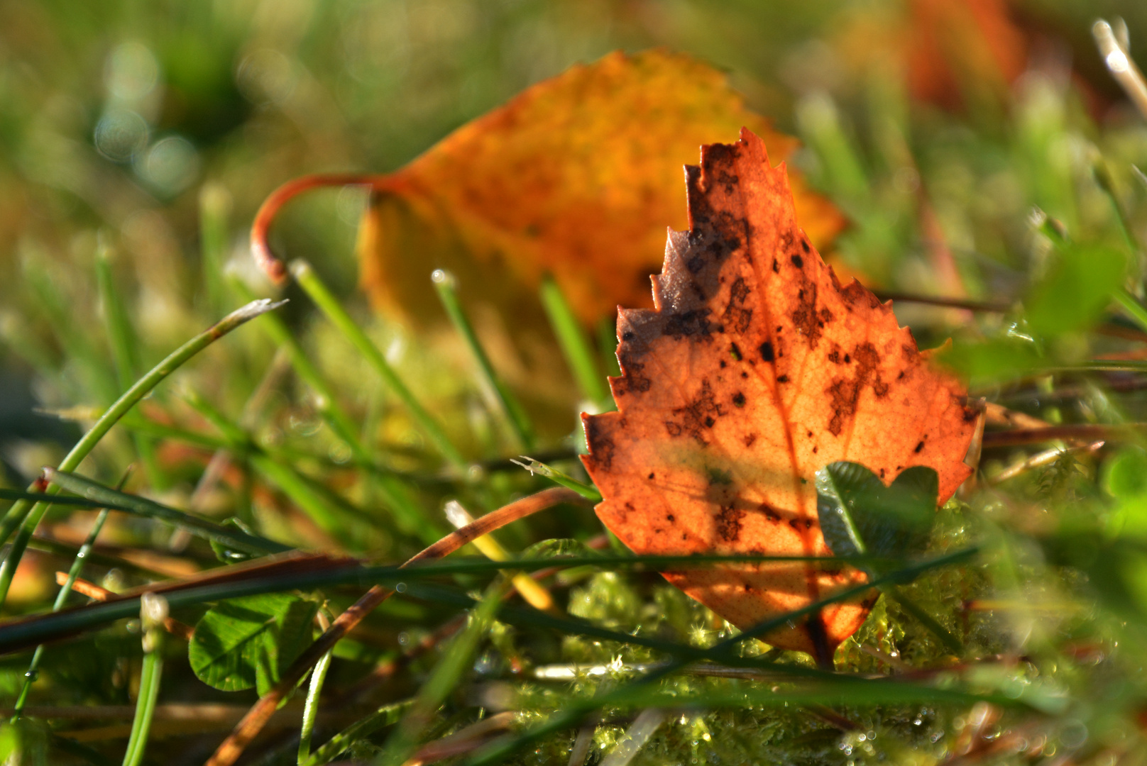 The autumn birch leaf 