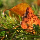 The autumn birch leaf 