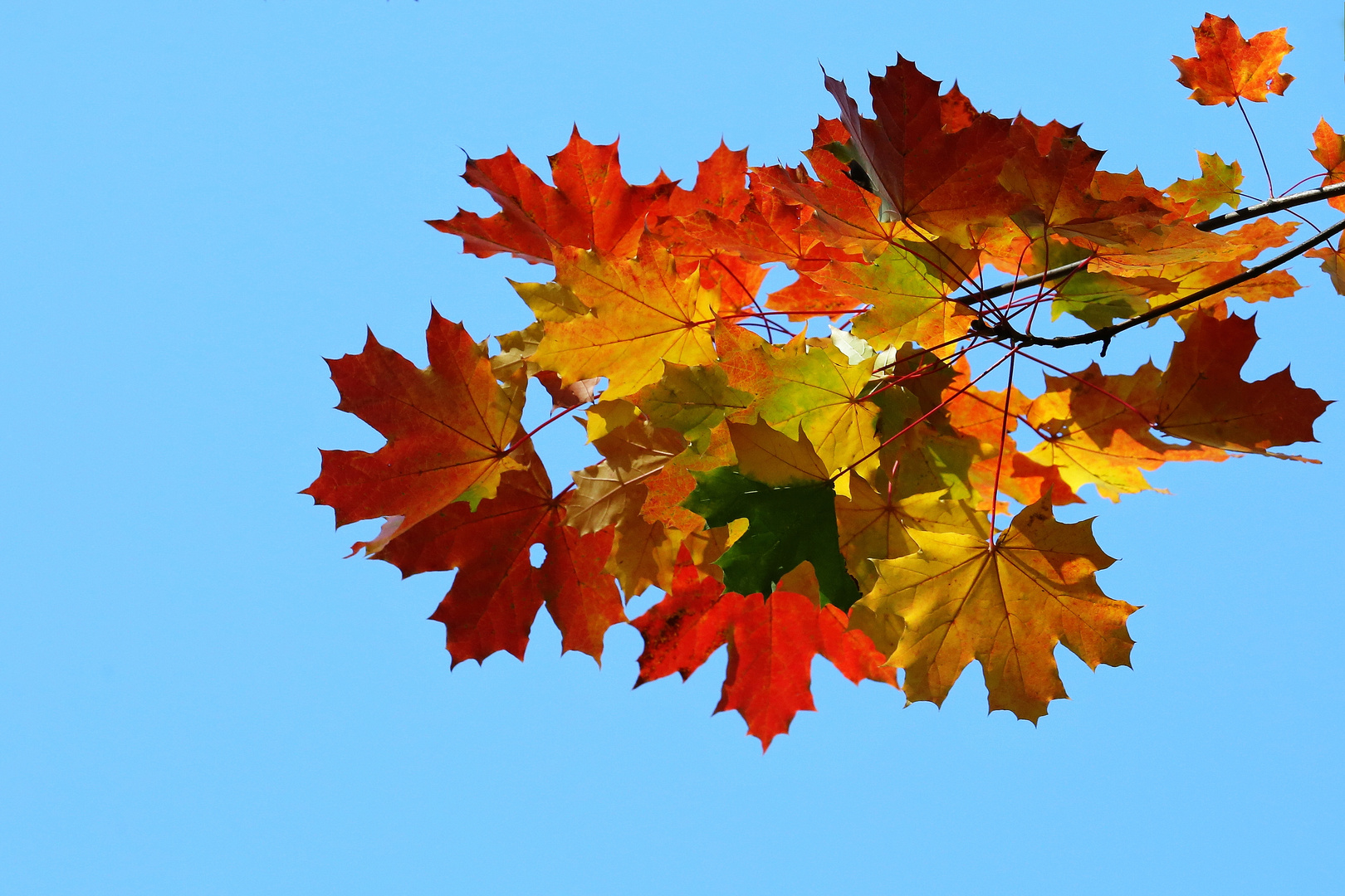 The Autumn Colors