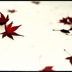 ___the autumn leaf_