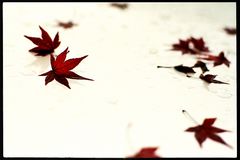 ___the autumn leaf_