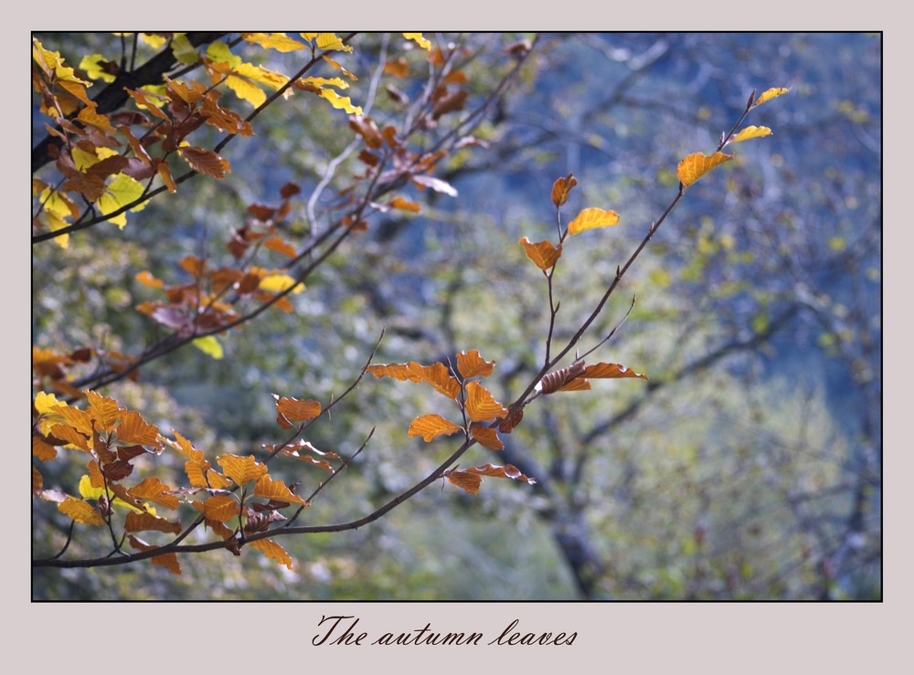 The autumn leaves