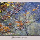 The autumn leaves