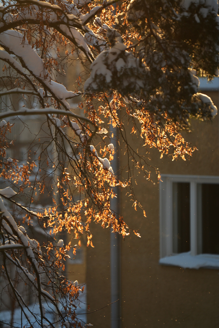 The autumn leaves against the light