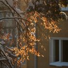 The autumn leaves against the light