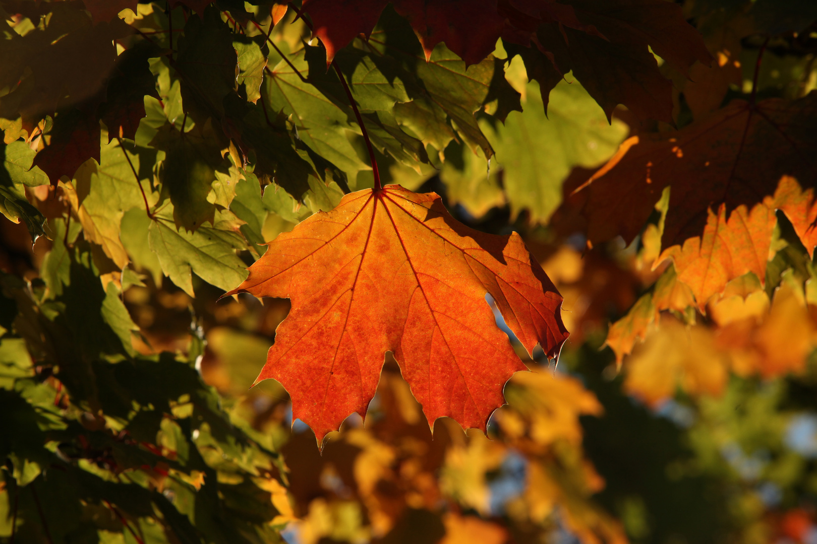 The Autumn Leaves