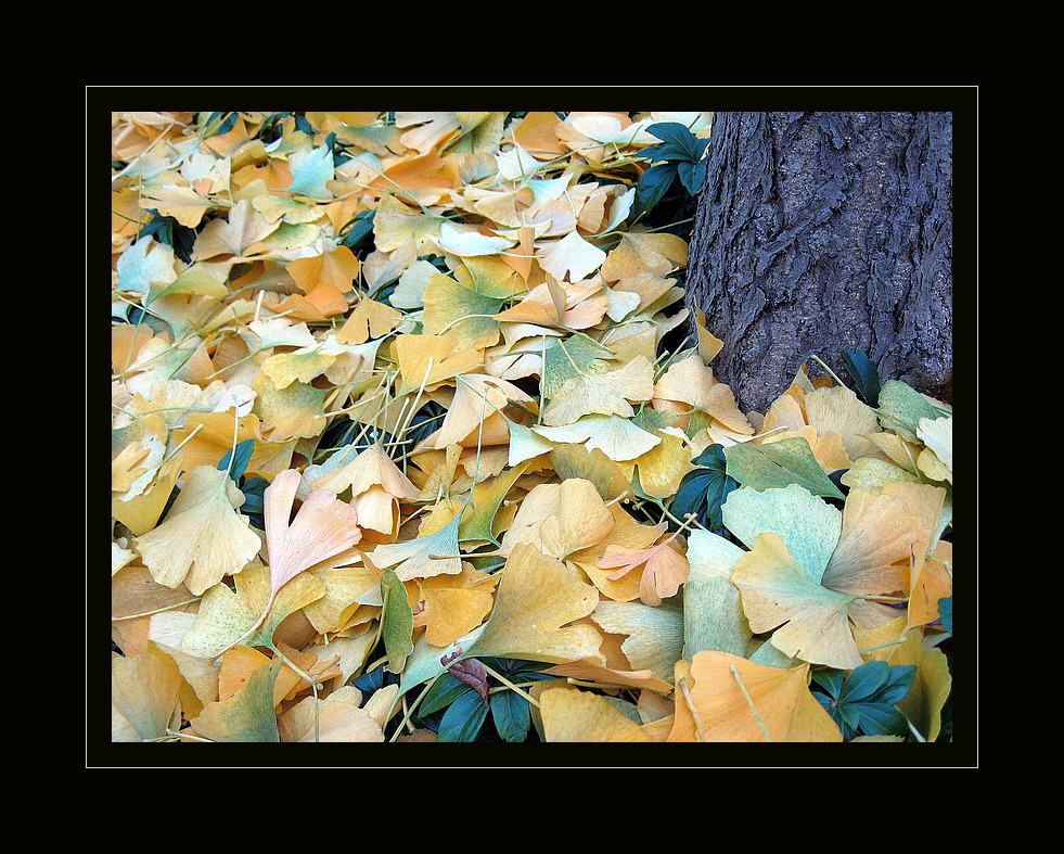 The Autumn Leaves..........