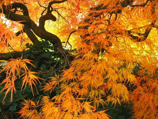 THE AUTUMN LEAVES o/*