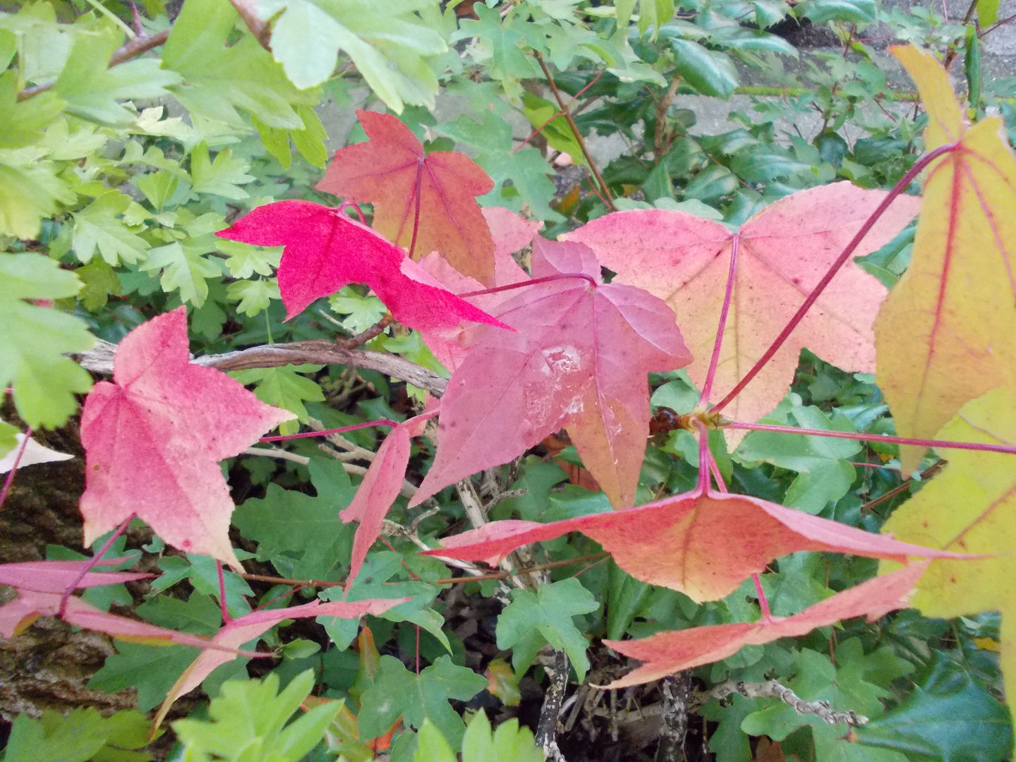 the autumn leaves of red and gold