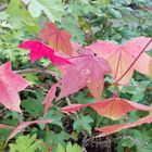 the autumn leaves of red and gold