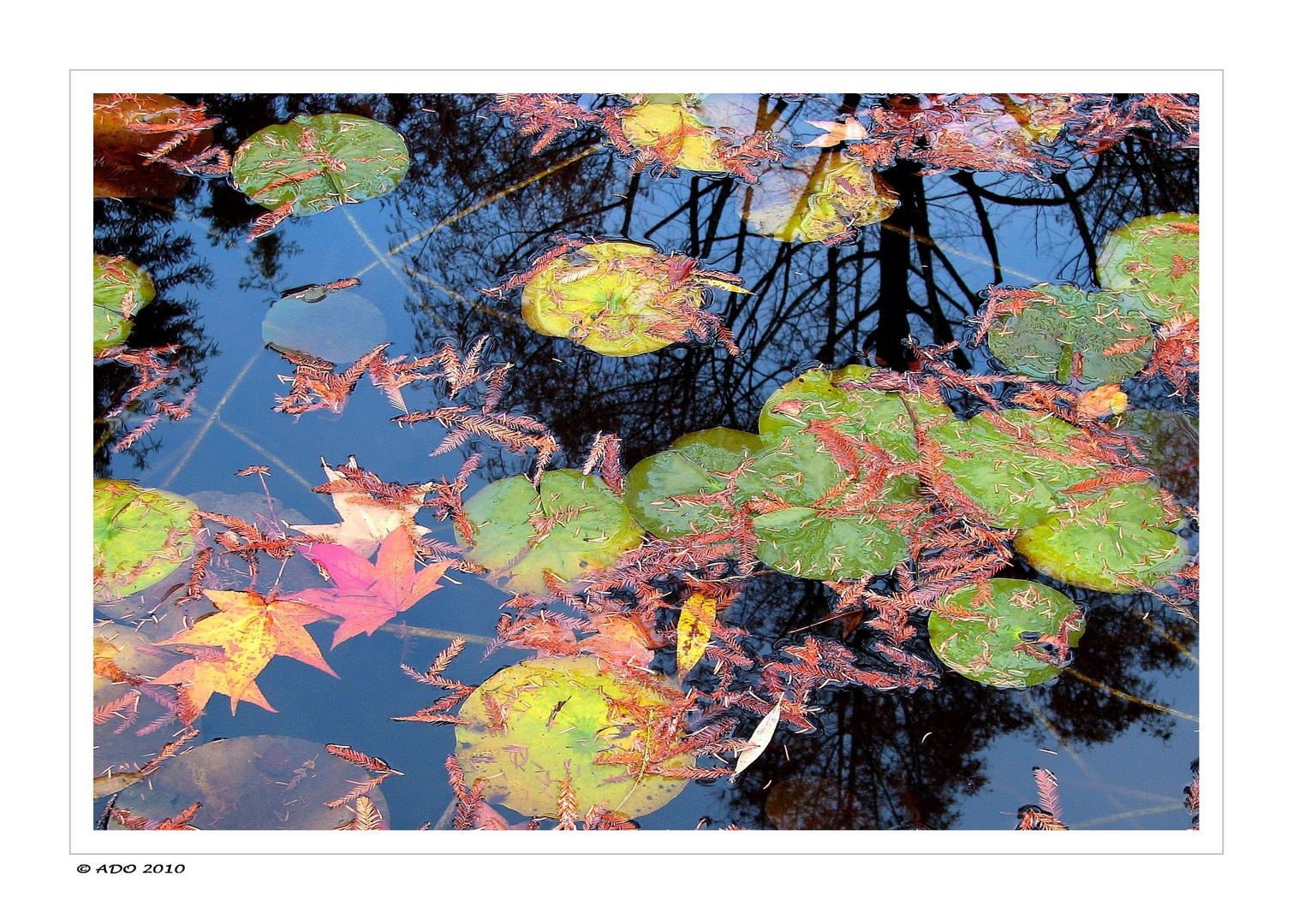 The Autumn Pond (2)