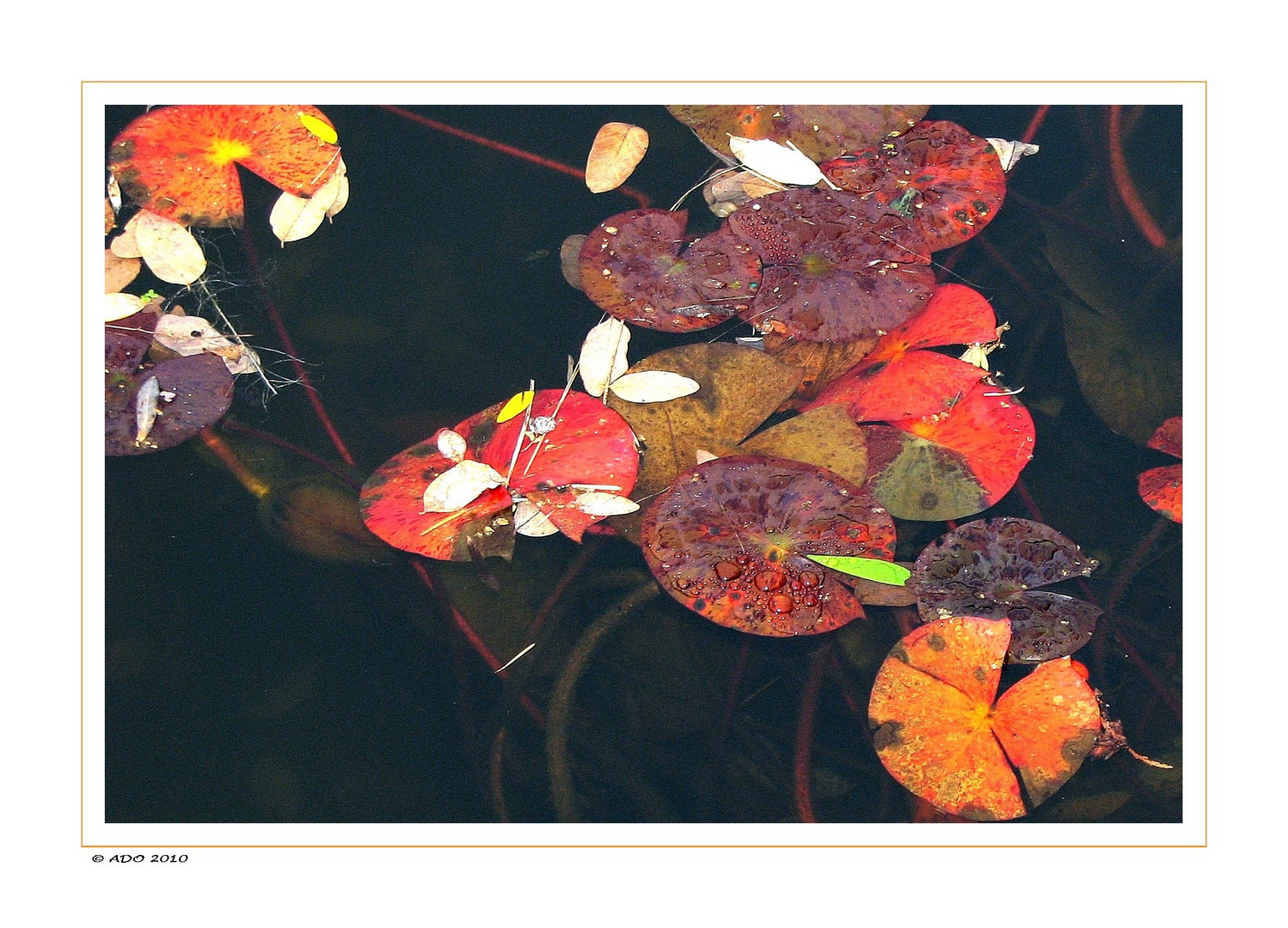 The Autumn Pond