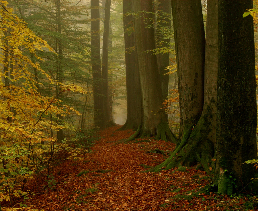 The autumnal Limes Romanus near Pfahlbach