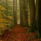 The autumnal Limes Romanus near Pfahlbach