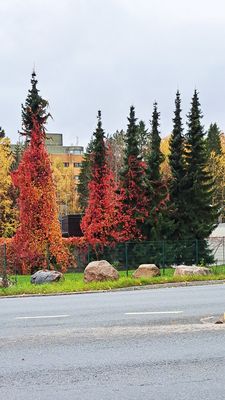 The autumns colors trees