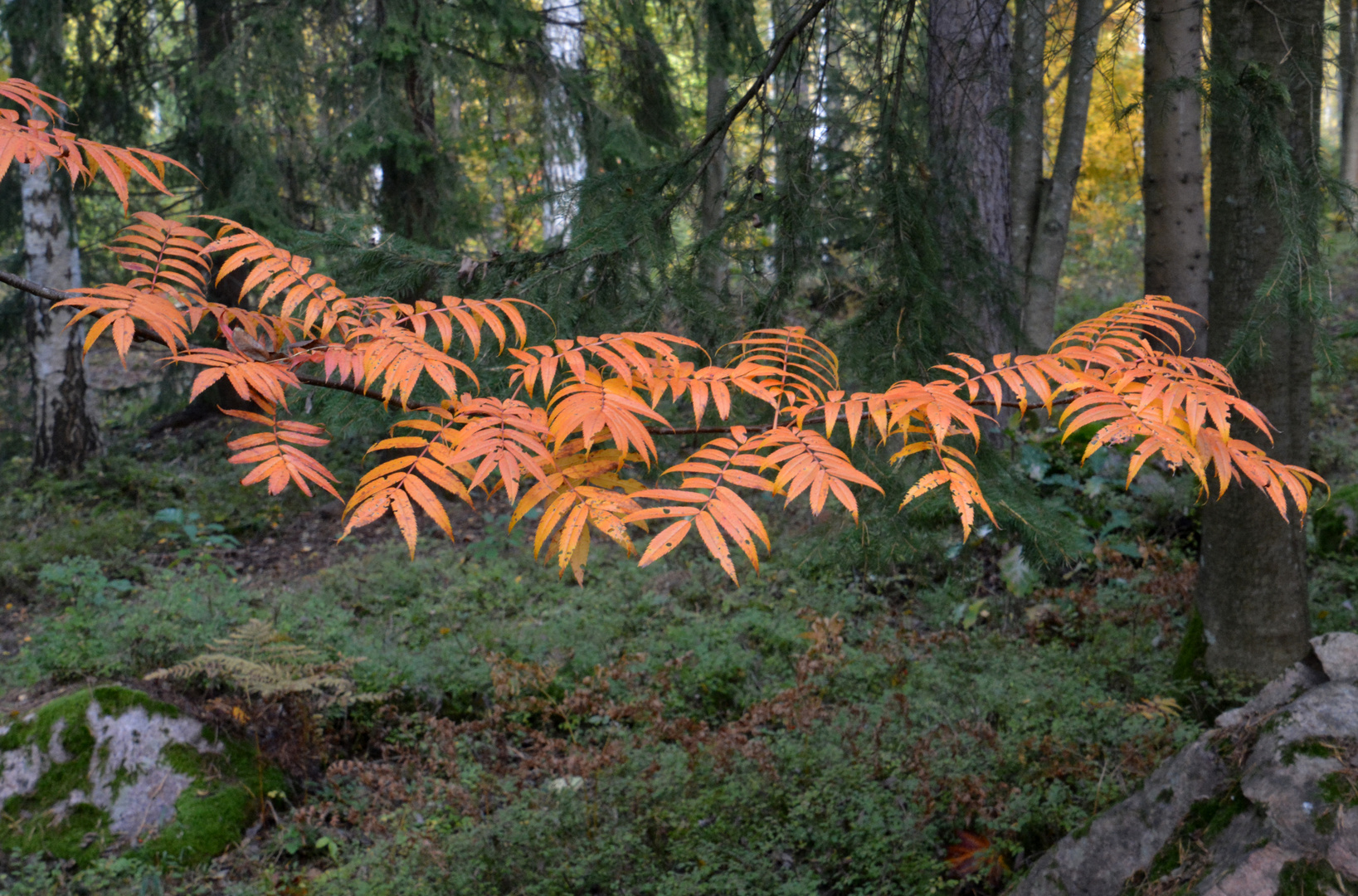 The autums colour on forest